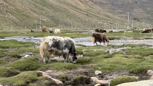 Domestic Yak