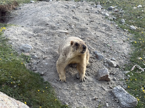 Himalayan Marmot