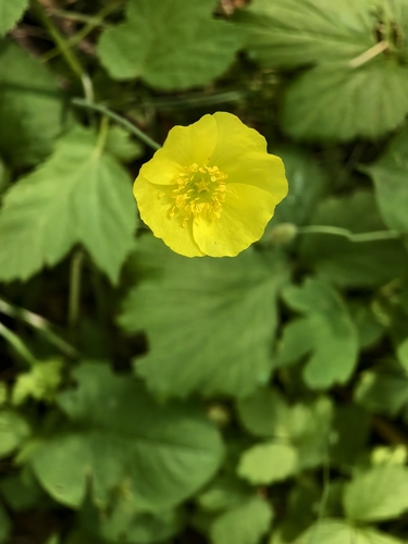 Iceland Poppy