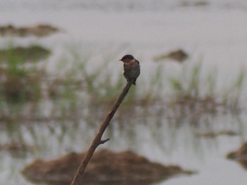 Pacific Swallow