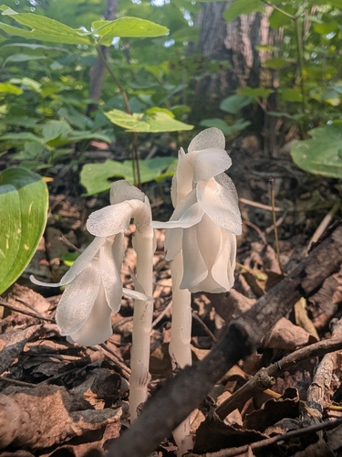 Ghost Pipe