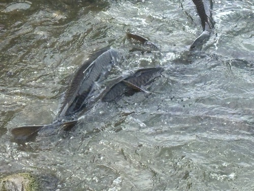 European Carp