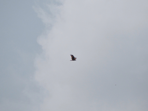 Brahminy Kite (Indian)