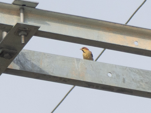 Plain-backed Sparrow