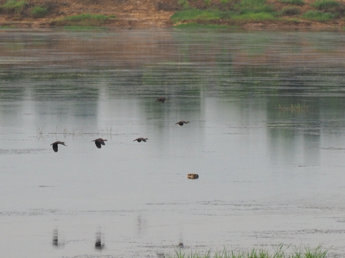 Lesser Whistling-Duck