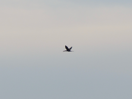 Oriental Darter