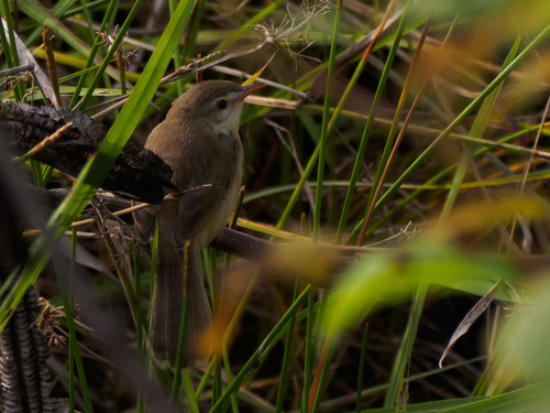 Plain Prinia