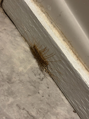 House Centipede