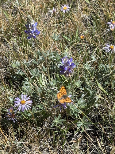 iNaturalist observation photo of Lustrous Copper