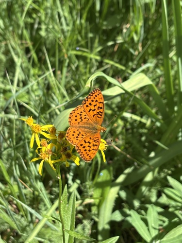 iNaturalist observation photo of Mormon Fritillary