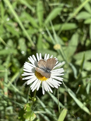 iNaturalist observation photo of Sierra Blue
