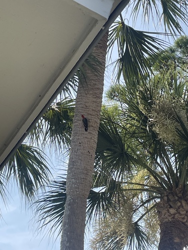 Red-bellied Woodpecker
