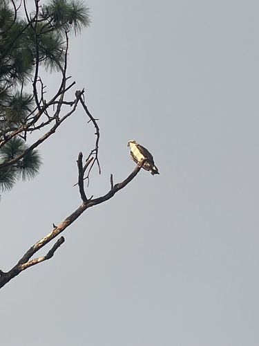 Osprey