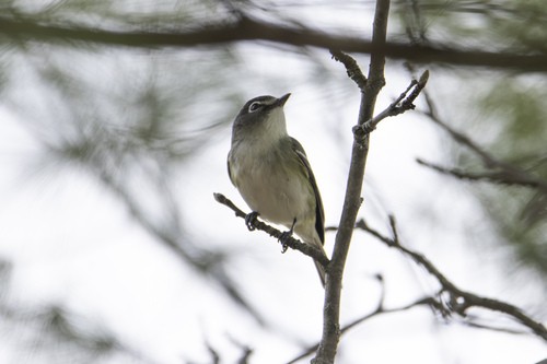 Blue-headed Vireo