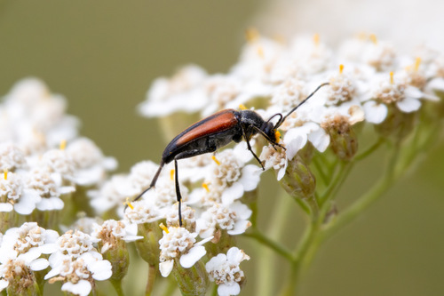 Black-striped Longhorn Beetle