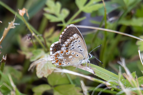 Chalkhill Blue