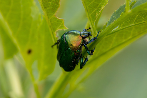 European Rose Chafer