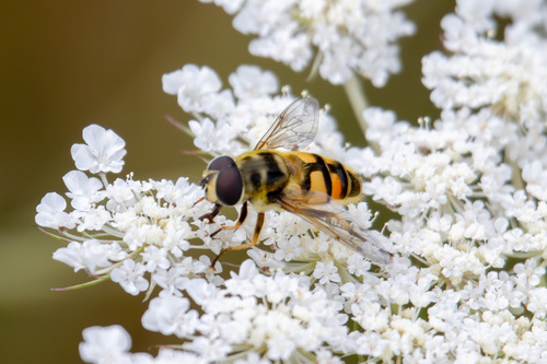 Yellow-haired Sun Fly