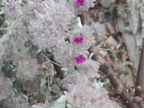 Plumed Crinklemat
