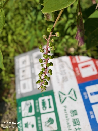 American pokeweed