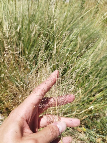 Sporobolus airoides