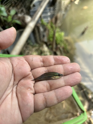 Croaking Gourami