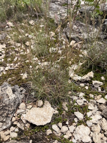Red Grama