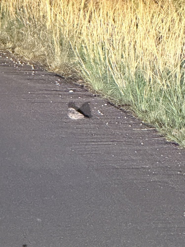 Common Poorwill