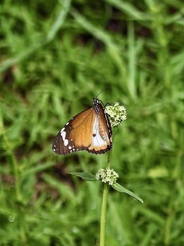 Plain Tiger Butterfly