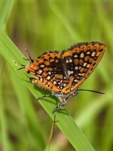Pale Checkered Gem