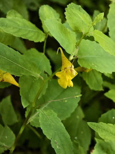 Touch-me-not Balsam