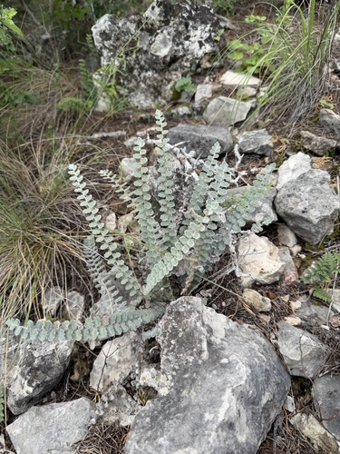Hybrid Cloakfern