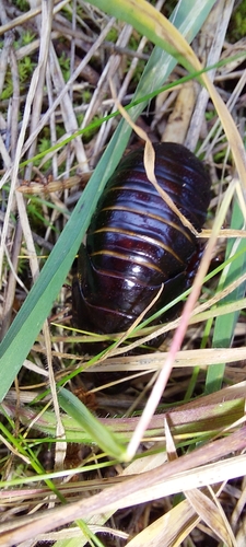 Australian wood cockroach