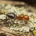 Crematogaster laeviuscula - Photo (c) Clarence Holmes, כל הזכויות שמורות, uploaded by Clarence Holmes