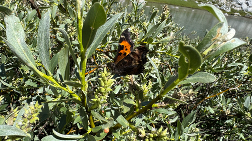iNaturalist observation photo of California Tortoiseshell