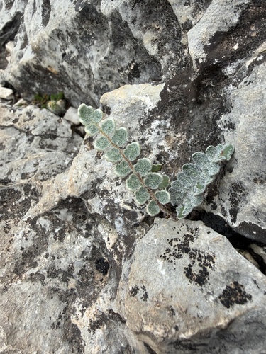Hybrid Cloakfern