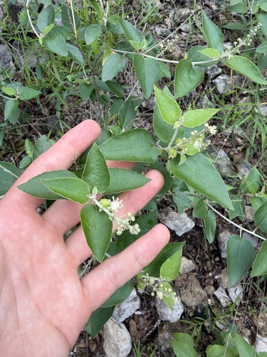 Croton fruticulosus