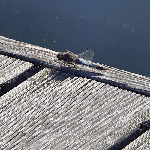 Black-tailed Skimmer