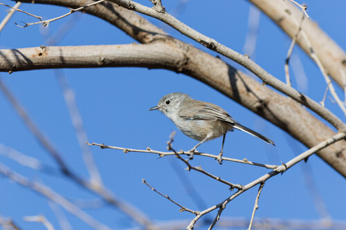 Black-tailed Gnatcatcher