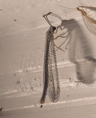 Clathroneuria coquilletti