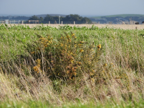 gorse