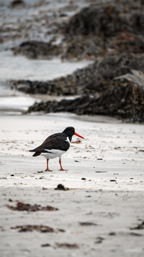 Eurasian Oystercatcher