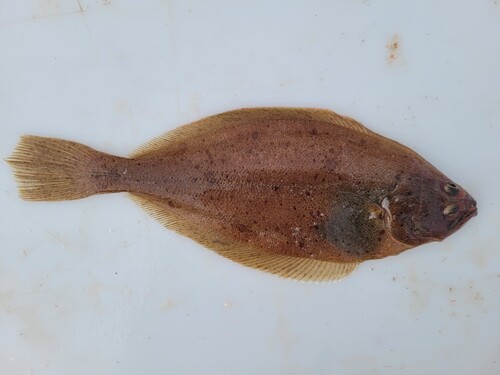 American Plaice