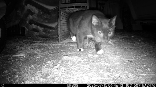 Domestic Cat