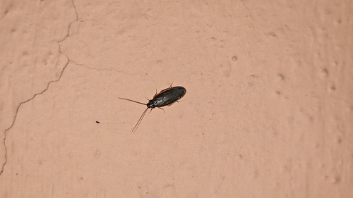 Paper-thin Cockroach