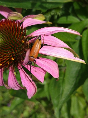 Red Pine Longhorn Beetle
