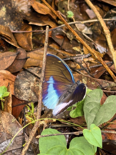 Western Blue-banded Forester