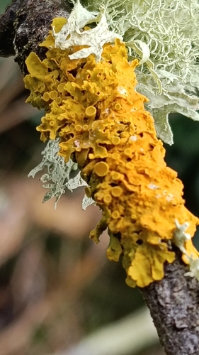 Common Sunburst Lichen