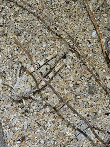 Cream Grasshopper