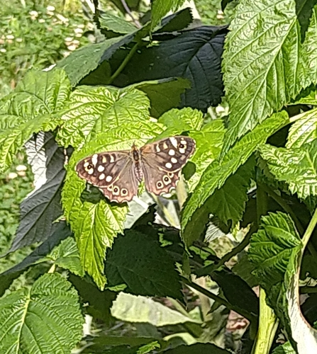 Speckled Wood